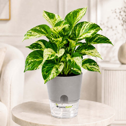 Money Plant Manjula/Marvel Variegated Live Plant