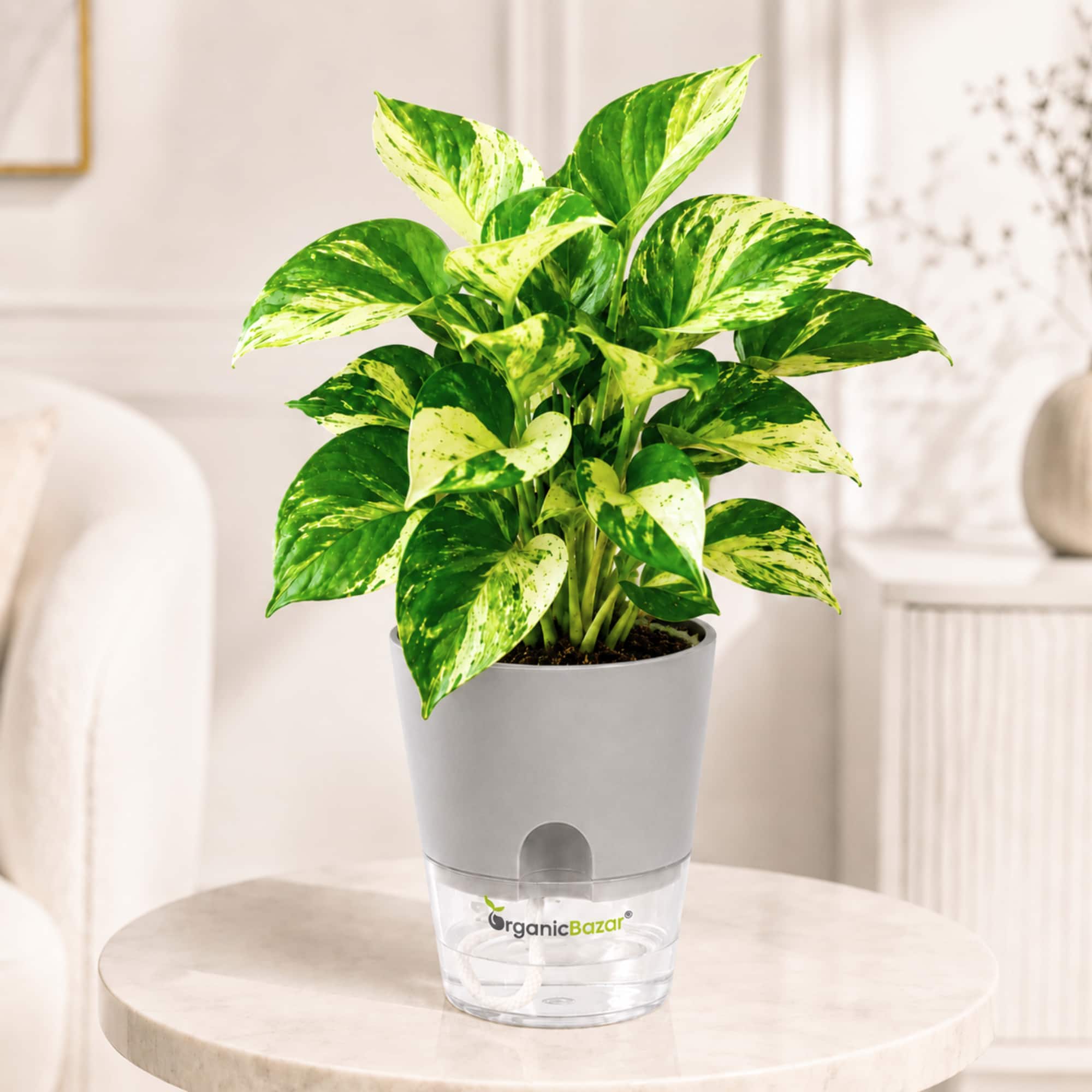 Money Plant Manjula/Marvel Variegated Live Plant