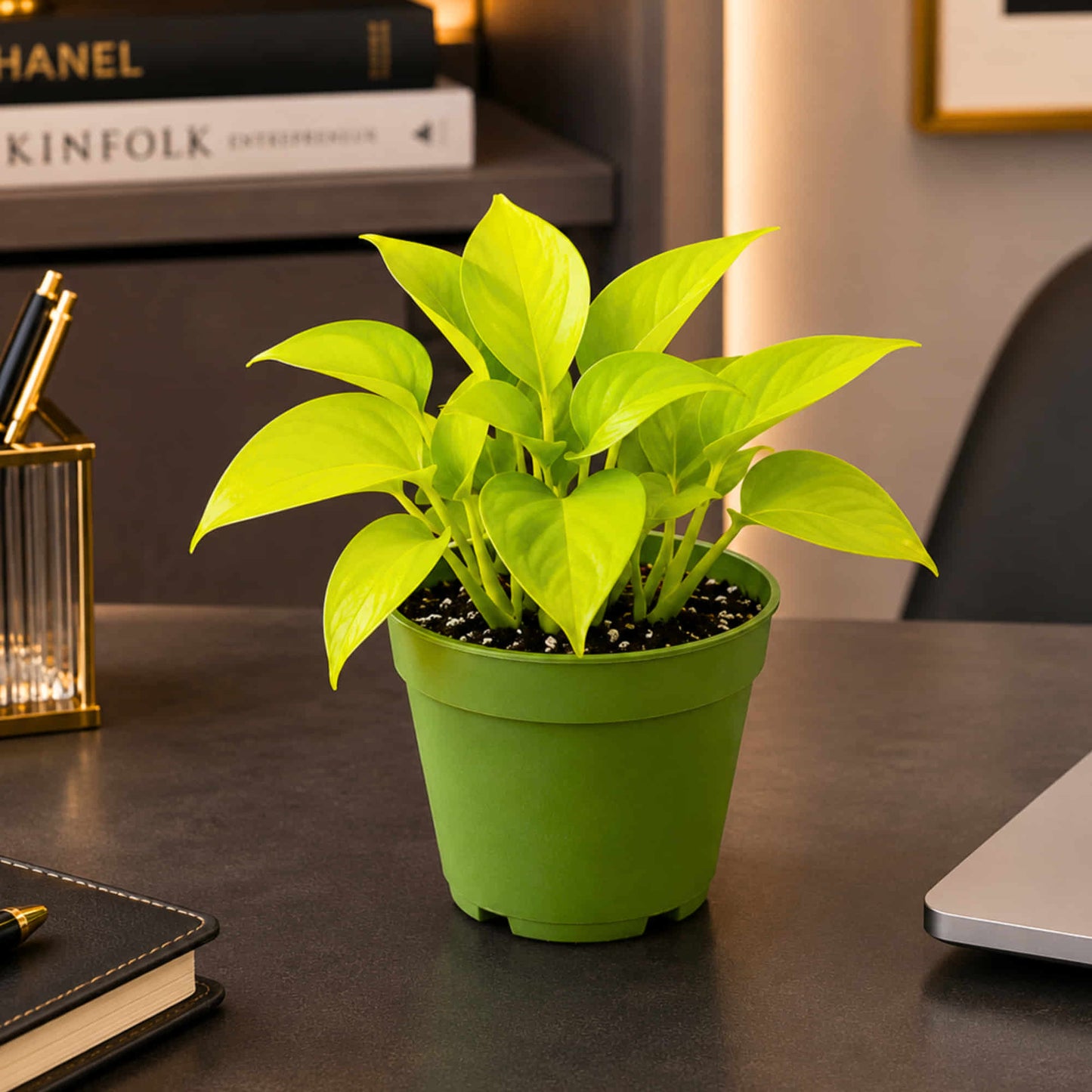 Money Plant Combo Pack of 4 - Green, Gold king, Neon & N'Joy Pothos | Live Air Purifying Plants