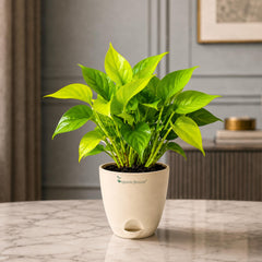 Money Plant Neon (Golden) Live Plant | Air Purifying Indoor Pothos Plant