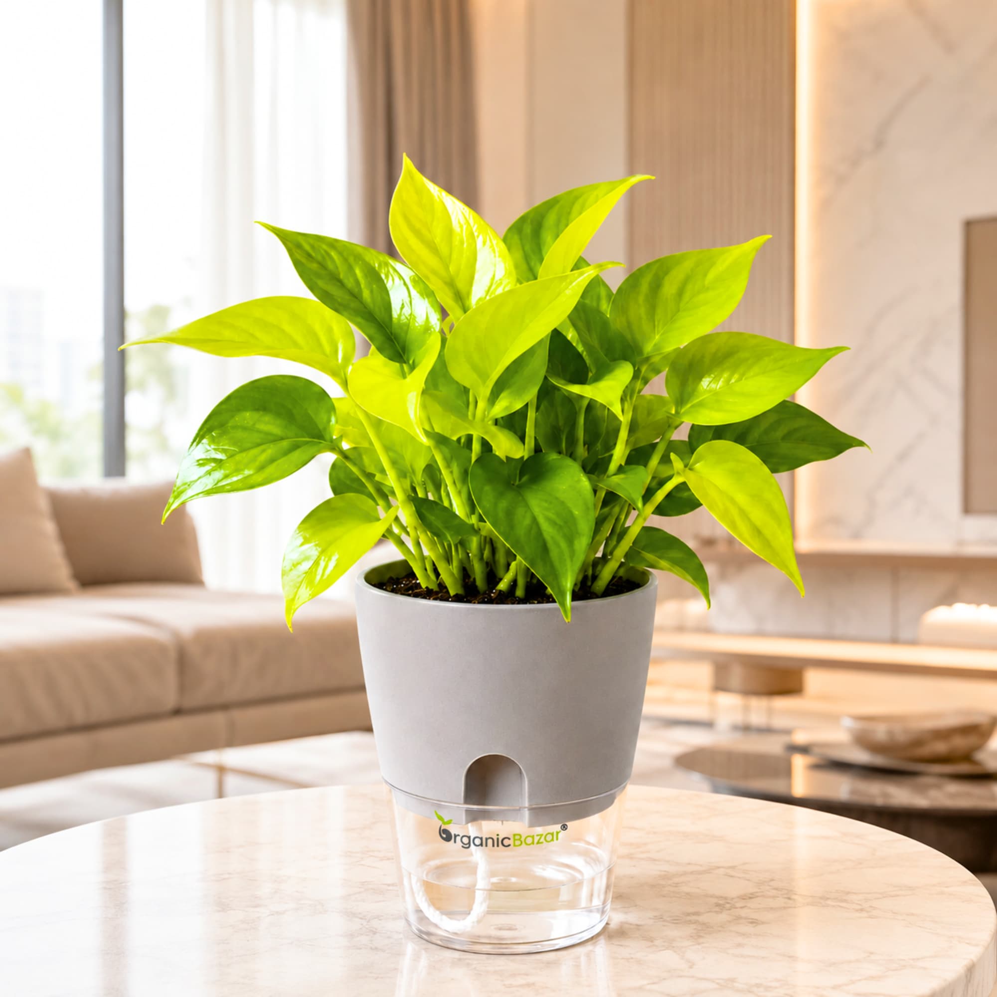 Money Plant Neon (Golden) Live Plant | Air Purifying Indoor Pothos Plant