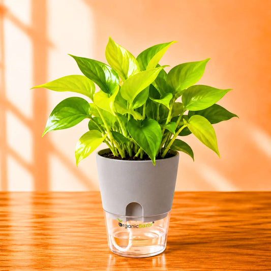 Money Plant Neon (Golden) Live Plant | Air Purifying Indoor Pothos Plant