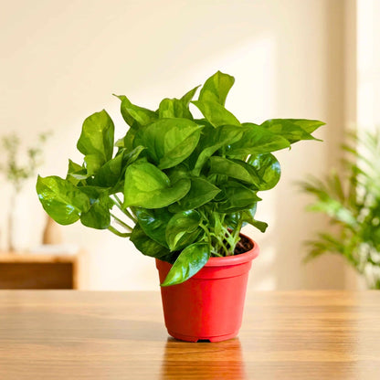 Money Plant Green Live Plant in 4 Inch Grow Pot | Indoor Air Purifying Ornamental Live Plant | Easy to Grow | Ideal for Home & Office