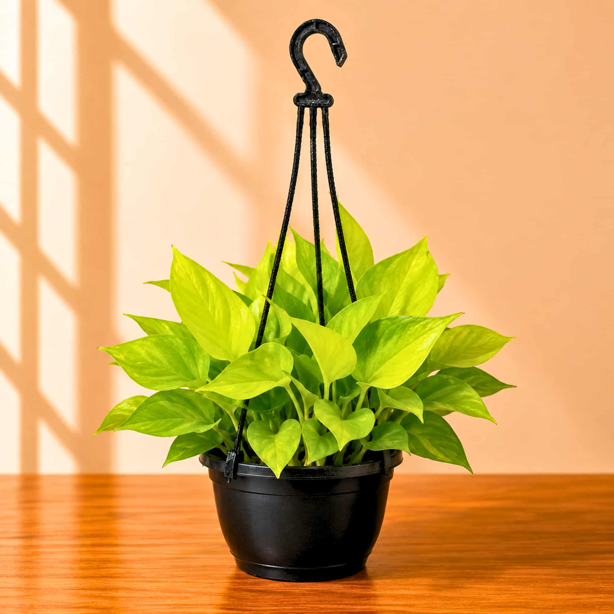 Golden Money Plant Live Plant with Hanging Pot | Indoor Air Purifying Ornamental Live Plant | Ideal for Home & Office