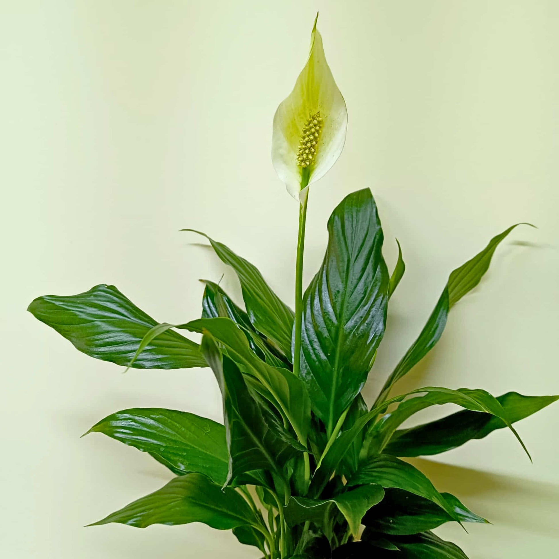 peace lily online india Peace Lily (Spathiphyllum) Live Plant Online – OrganicBazar – Organicbazar