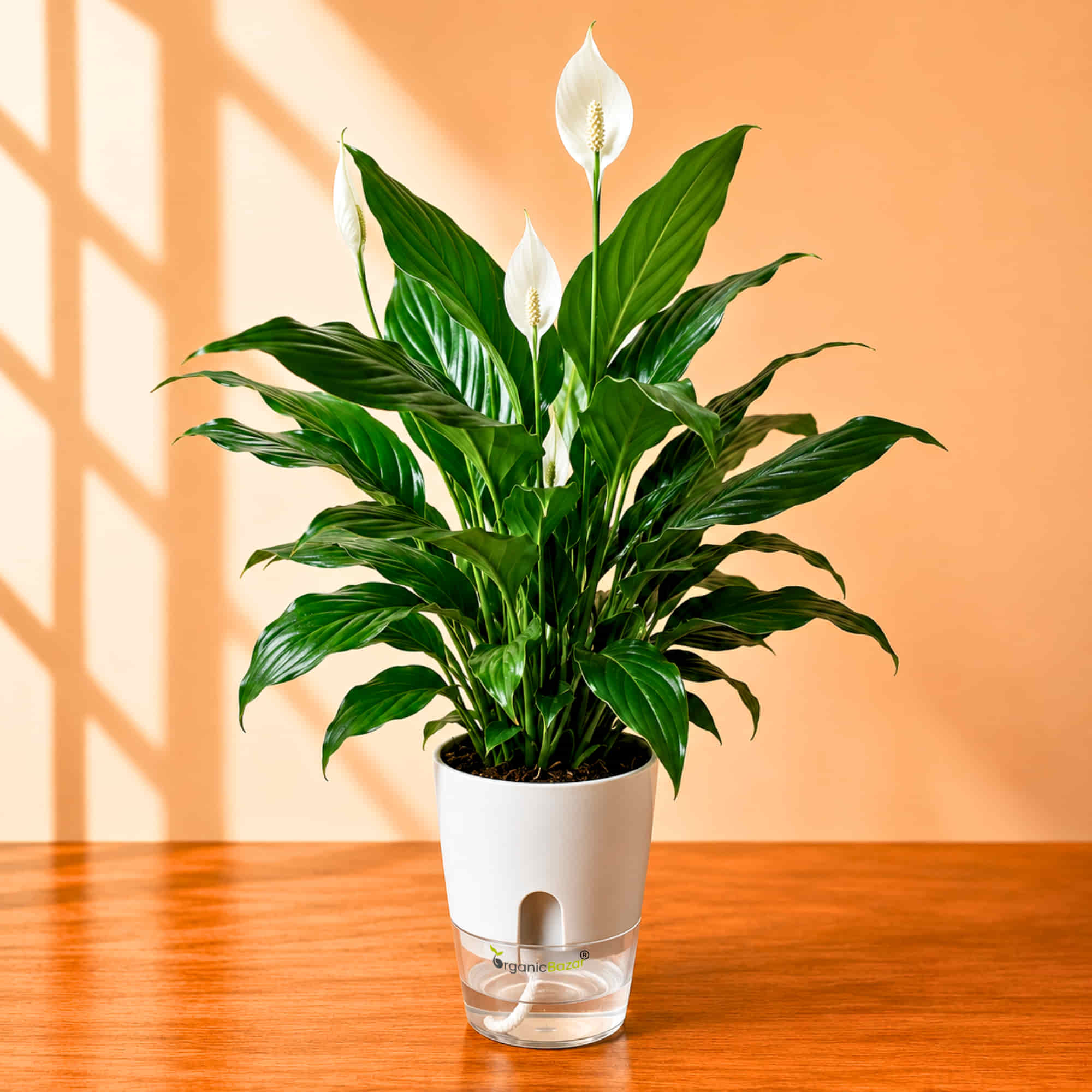 Peace Lily Live Plant | Air Purifying Easy Care Flowering Indoor Plant