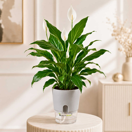 Peace Lily Live Plant | Air Purifying Easy Care Flowering Indoor Plant