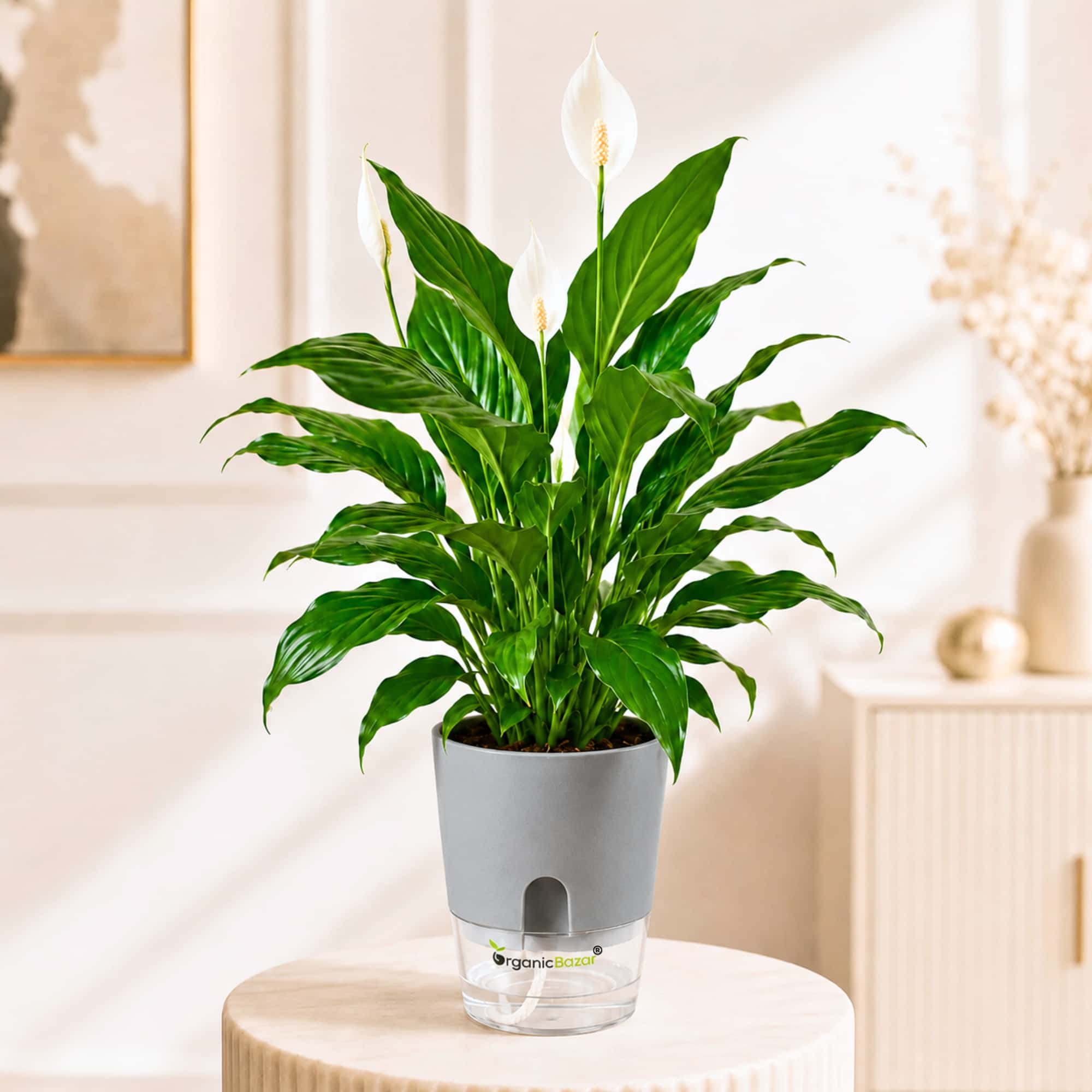 Peace Lily Live Plant | Air Purifying Easy Care Flowering Indoor Plant