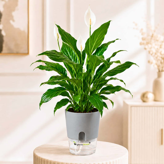 Peace Lily Live Plant | Air Purifying Easy Care Flowering Indoor Plant