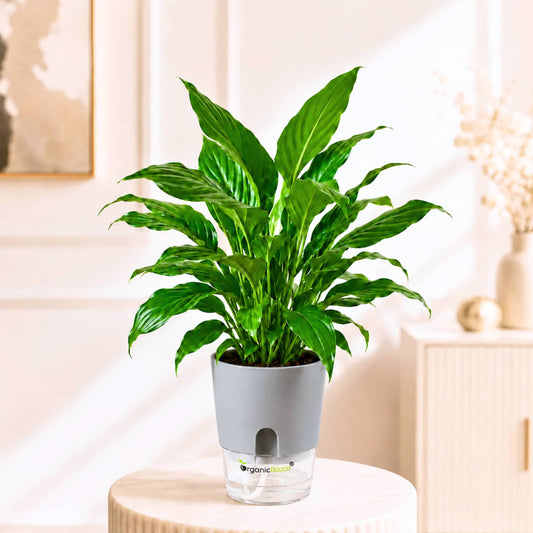 Peace Lily Live Plant | Air Purifying Easy Care Flowering Indoor Plant