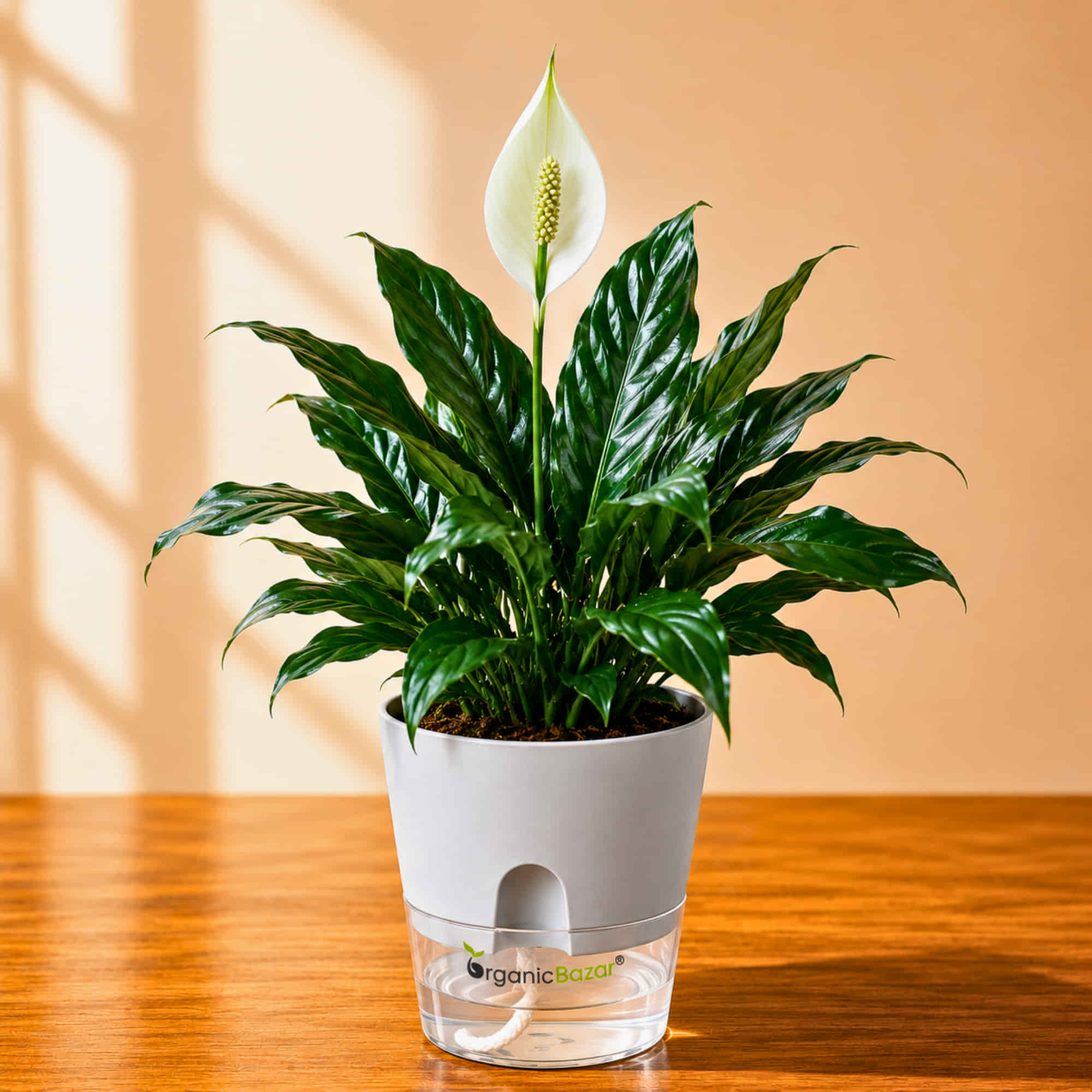 Peace Lily (Spathiphyllum) Live Plant | Air Purifying Easy Care Flowering Indoor Plant | Ideal for Home & Office