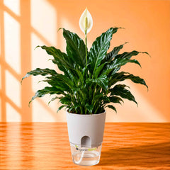 Peace Lily (Spathiphyllum) Live Plant | Air Purifying Easy Care Flowering Indoor Plant | Ideal for Home & Office