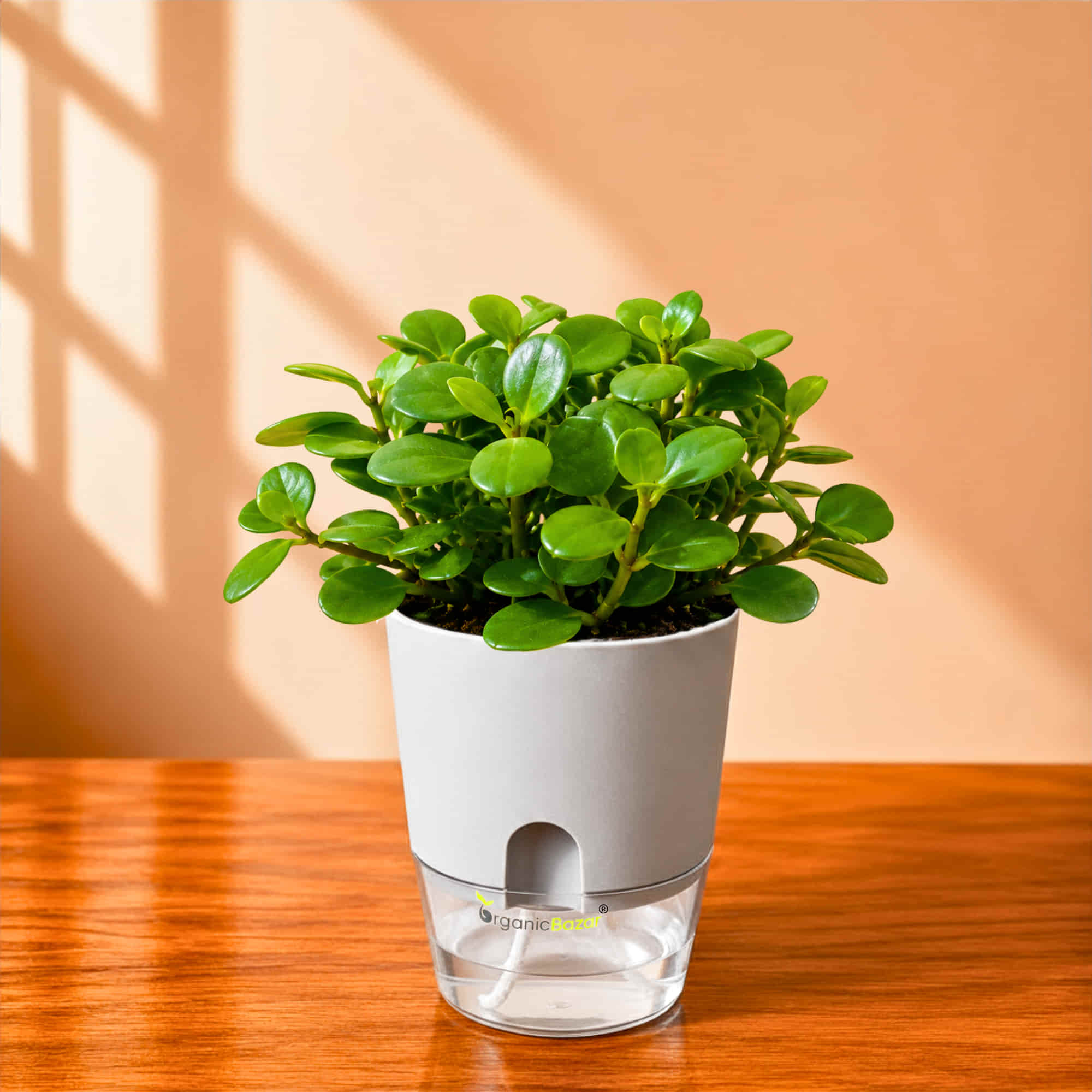 Peperomia Pecuniifolia Coin Leaf Live Plant