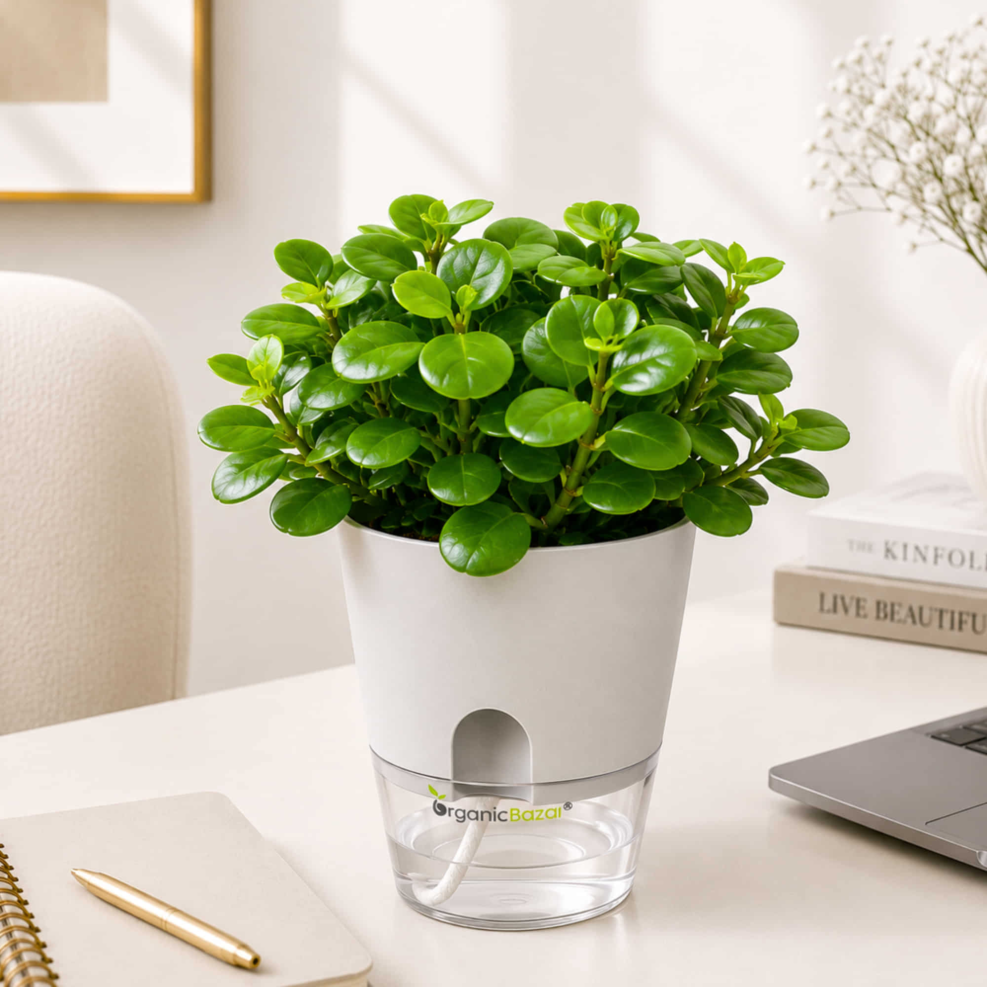 Peperomia Pecuniifolia Coin Leaf Live Plant