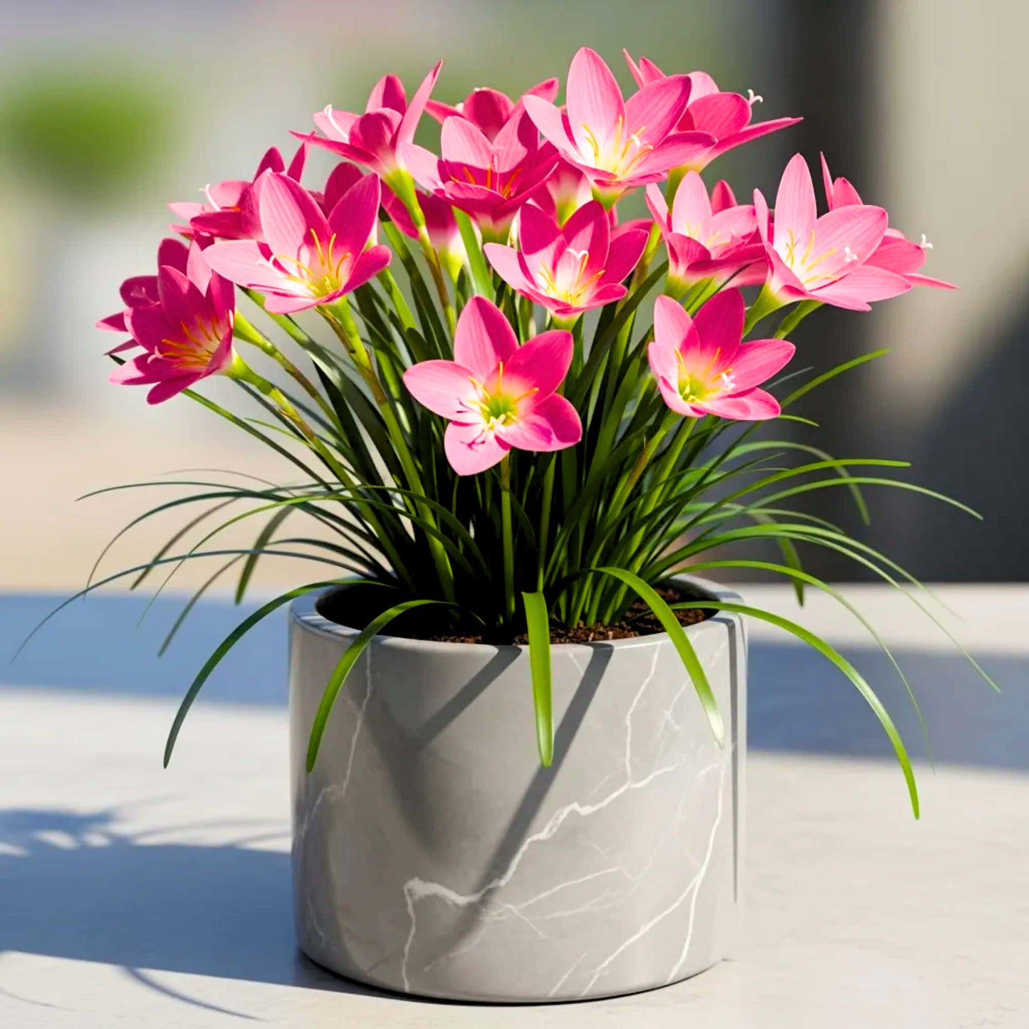 Rain Lily Pink Flower Bulbs