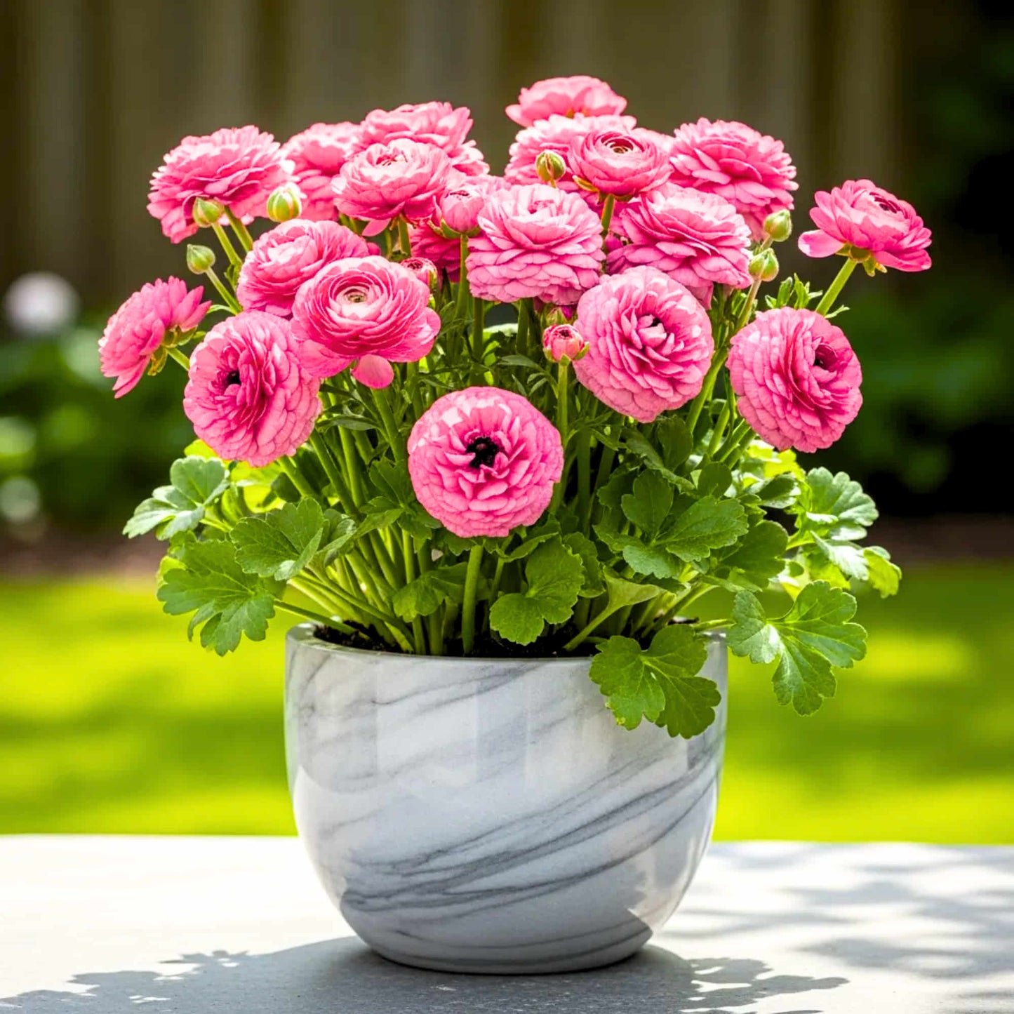 Ranunculus Pink Flower Bulbs (05 Bulbs)