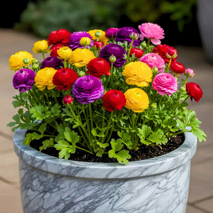 Ranunculus Flower Bulbs Mixed Colors (5N)