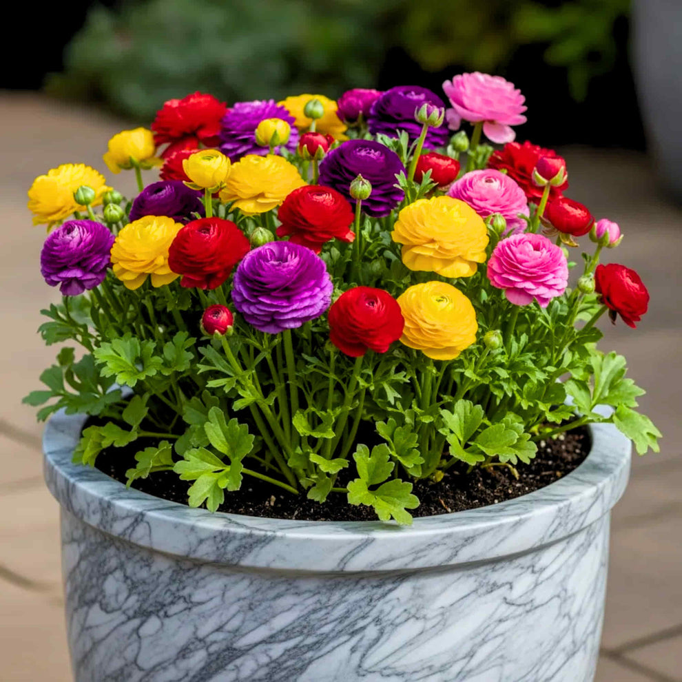 Buy Ranunculus Flower Bulbs Online India (Mixed Color)- OrganicBazar ...