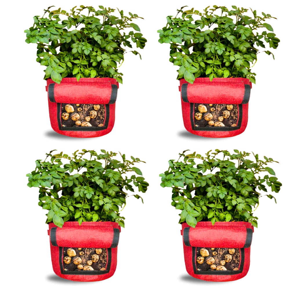 Geo Fabric 15X12 Potato Grow Bag With Harvest Window For Terrace Gardening Suitable For Vegetable and Flower Plants