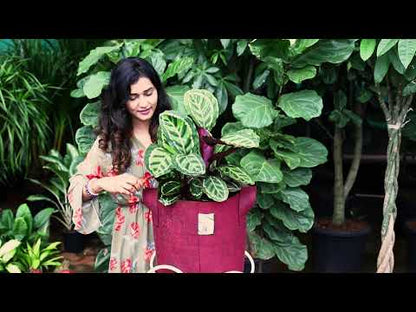 Geo Fabric 12x12 Grow Bag For Terrace Gardening Suitable For Vegetable and Flower Plants