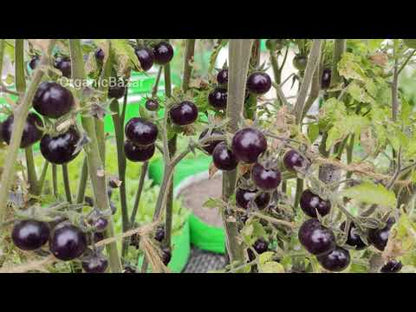 Blue Cherry Tomato Seeds - 30 Seeds (नीले चेरी टमाटर के बीज) High Germination/ Easy to Grow/ Ideal for Terrace/Kitchen Gardening