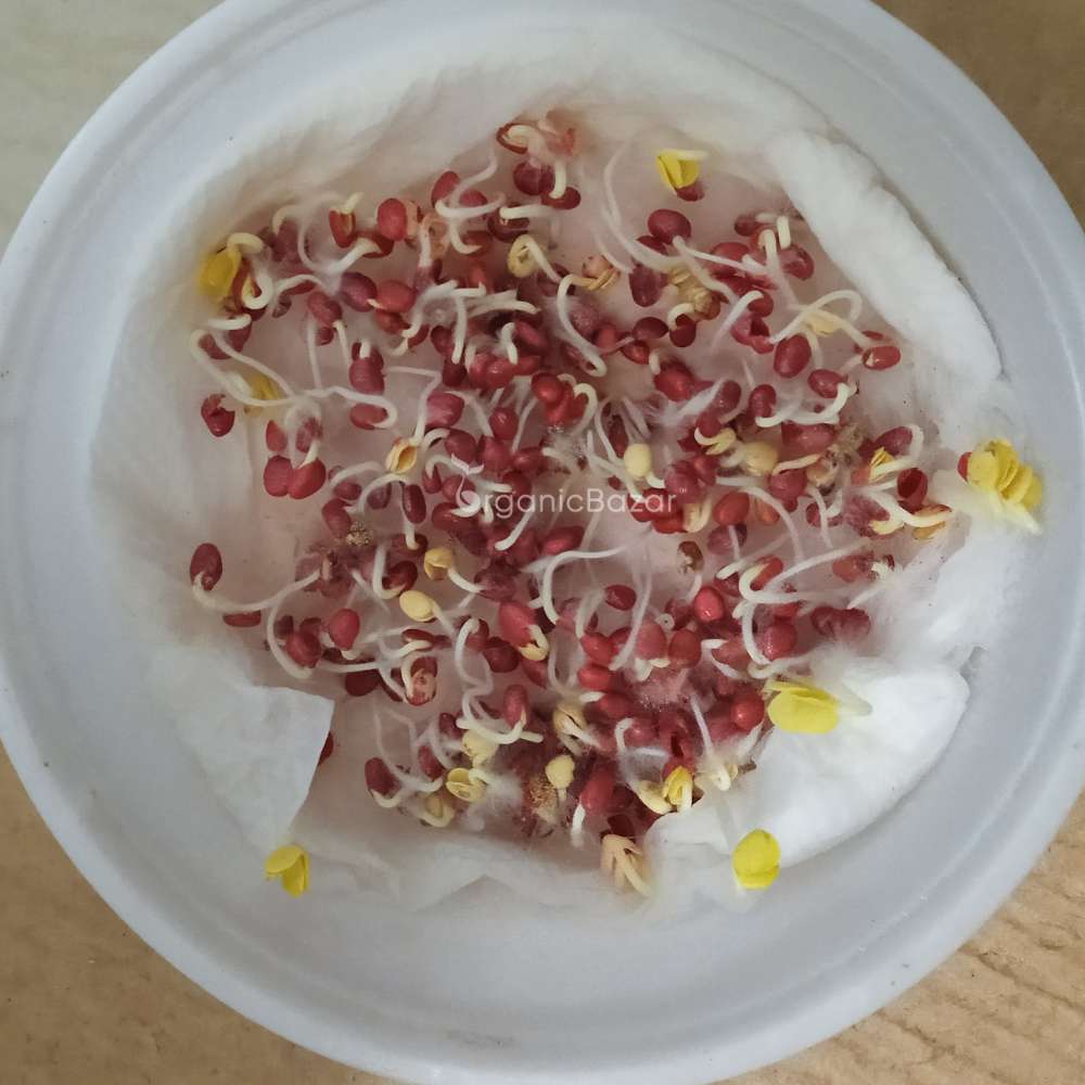 Radish Chinese Pink Seeds (250 Seeds)