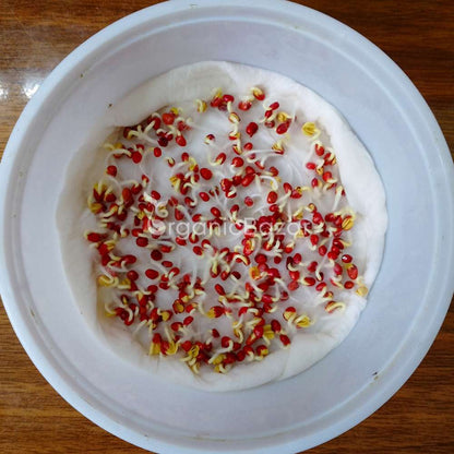 Radish Half Red And White Seeds - 250 Seeds (Mooli/मूली के बीज)