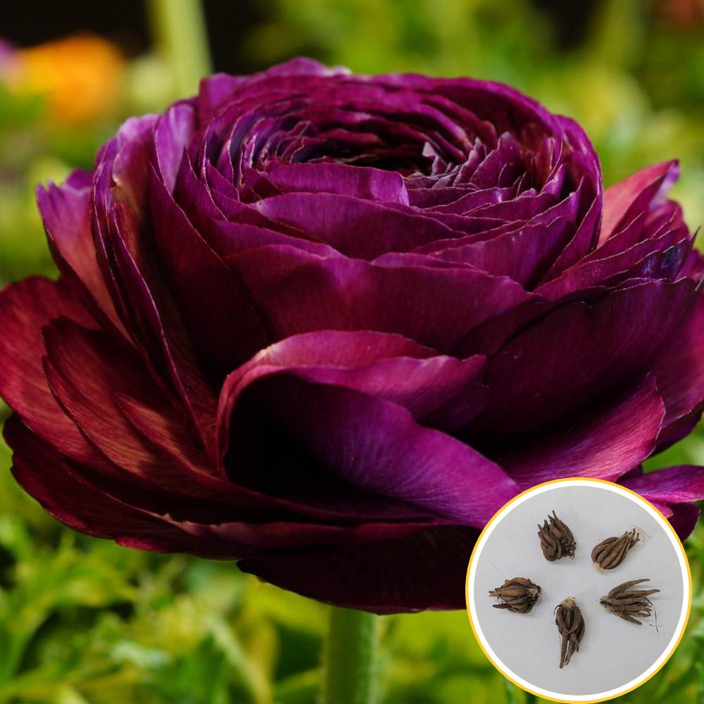 Ranunculus Purple Flower Bulbs (05 Bulbs)