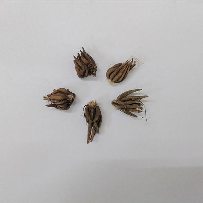 Ranunculus Purple Flower Bulbs (05 Bulbs)