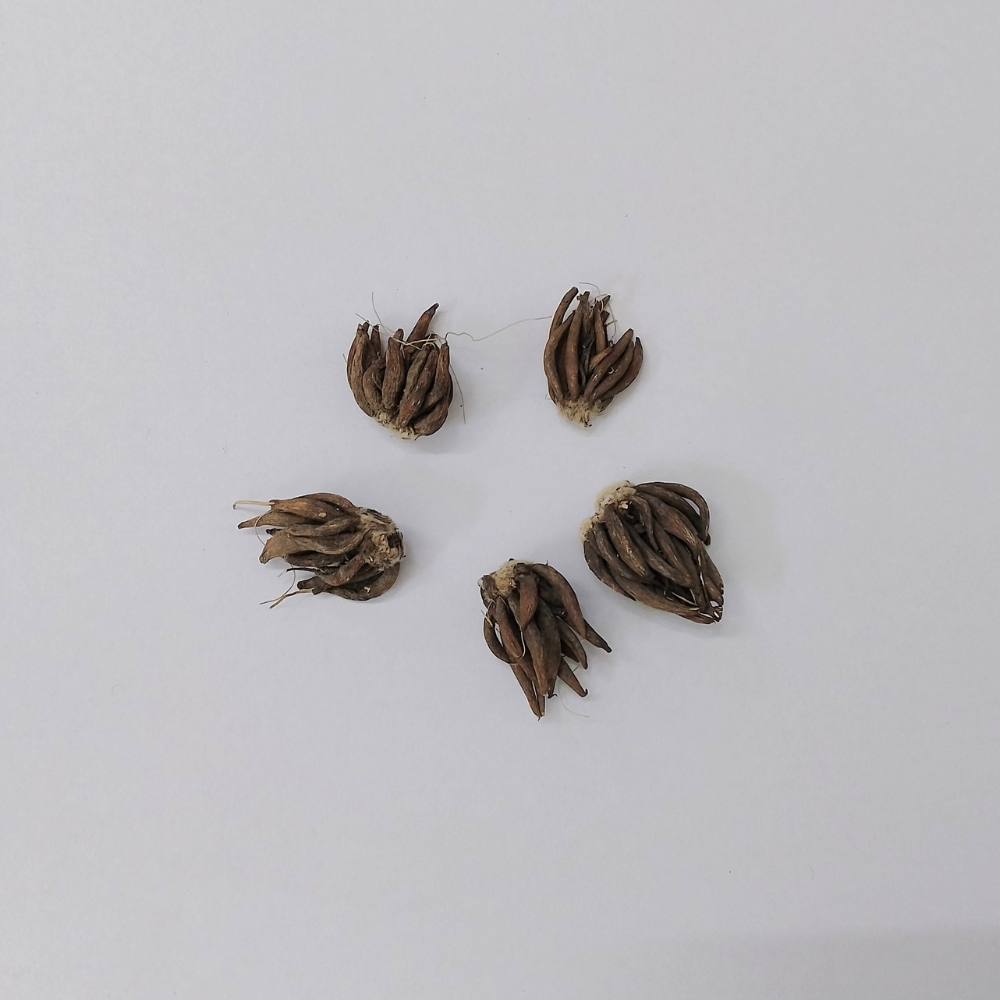 Ranunculus Yellow Flower Bulbs (05 Bulbs)