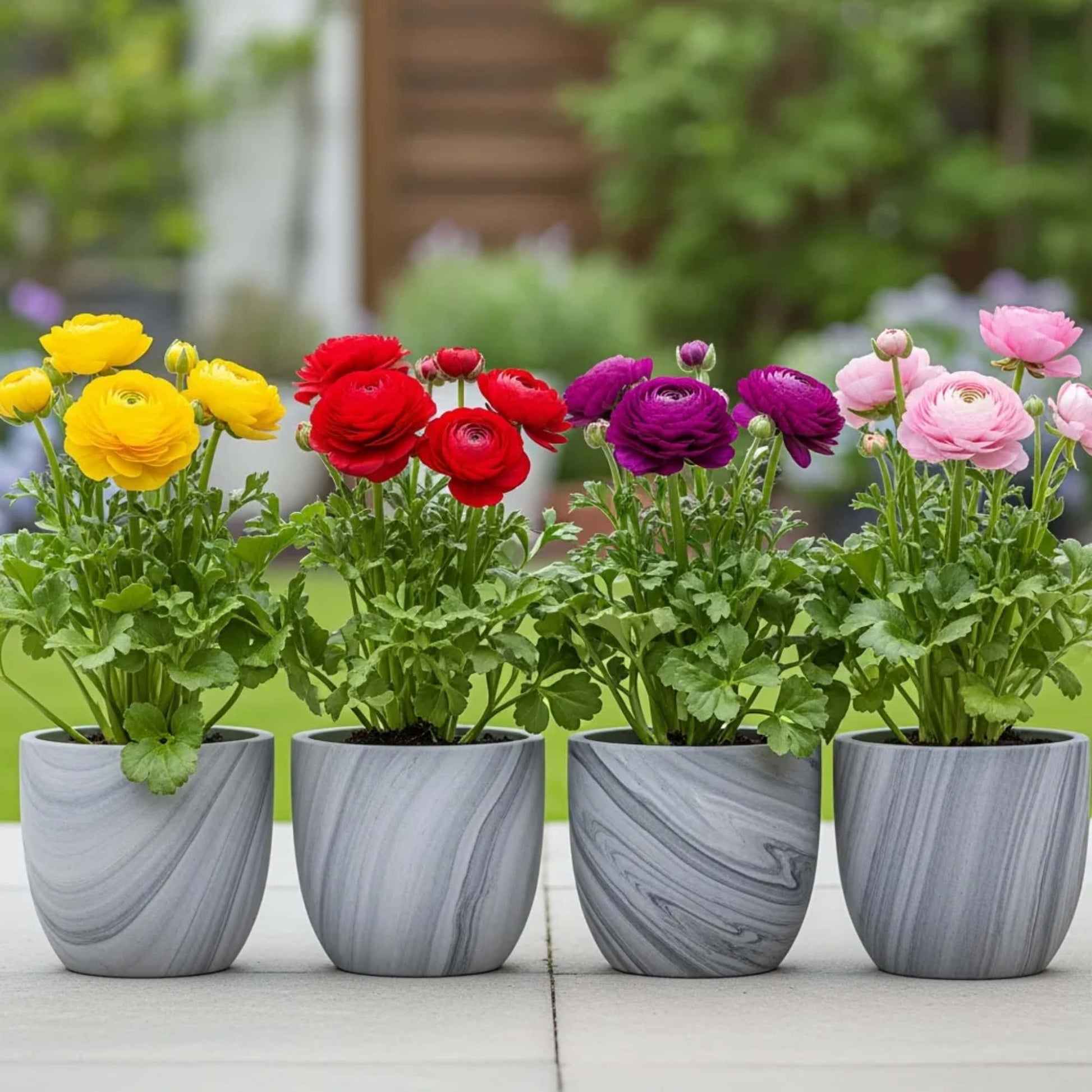 potted ranunculus plant Buy Ranunculus Flower Bulbs Online India (Mixed Color)- OrganicBazar – Organicbazar