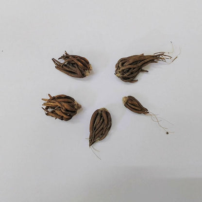 Ranunculus Pink Flower Bulbs (05 Bulbs)