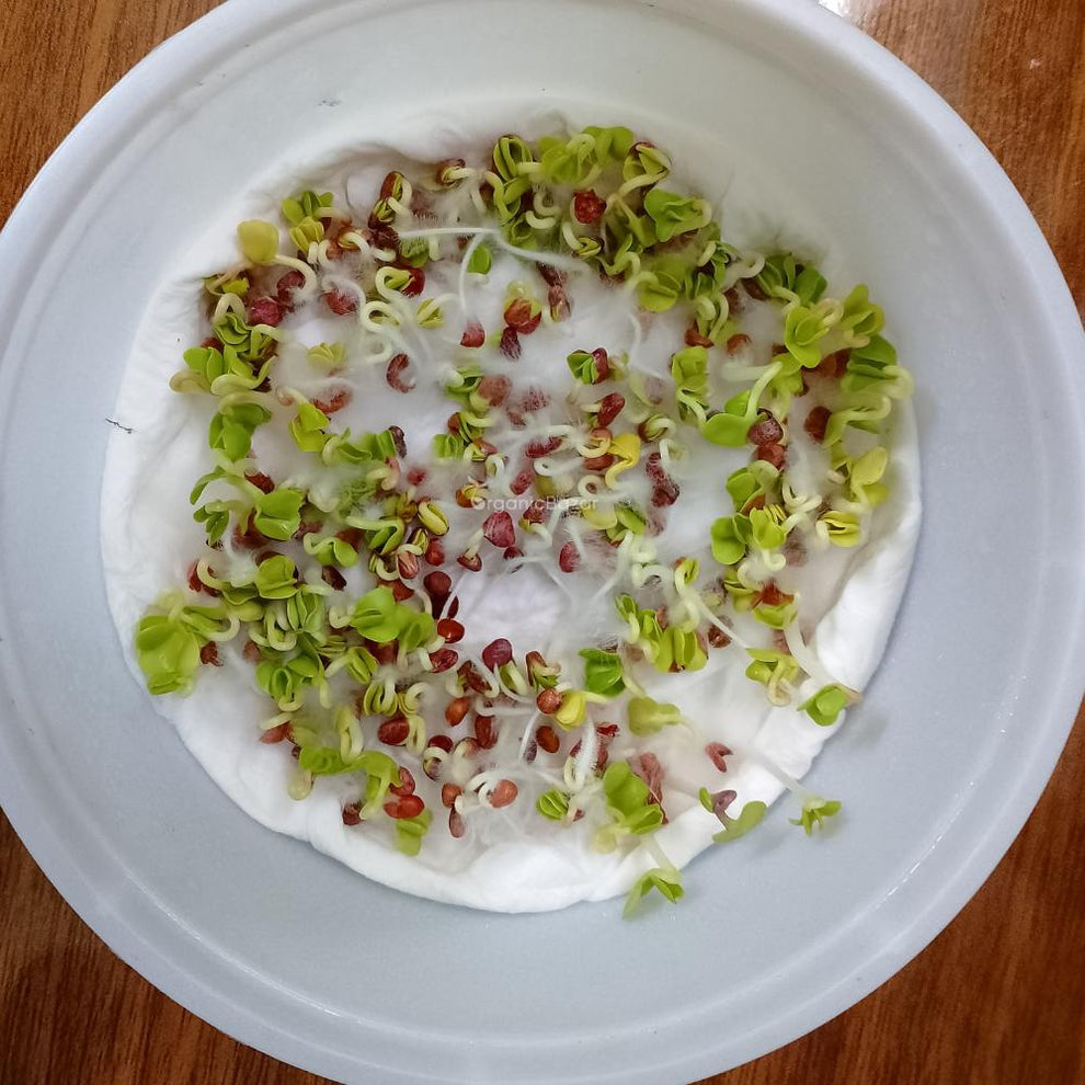 Red Round Radish Seeds - 200 Seeds (Gol Mooli/लाल गोल मूली के बीज)