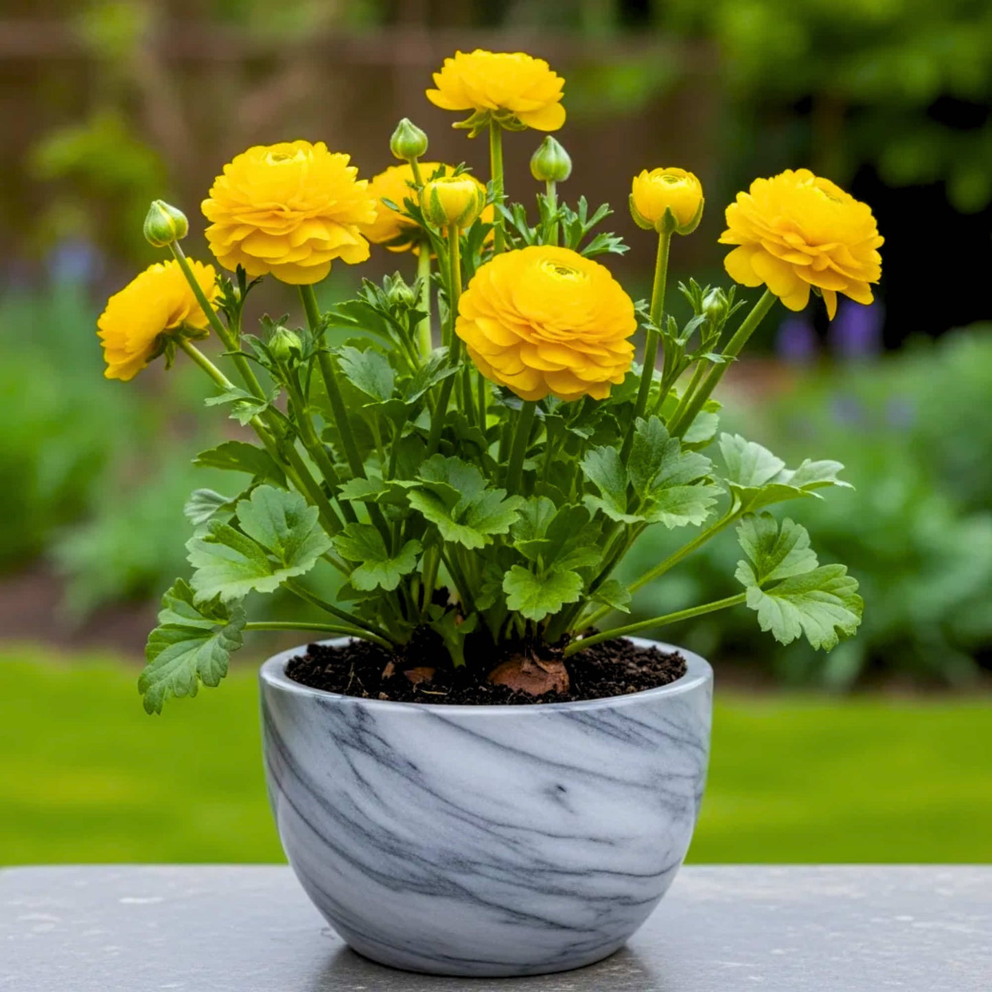 Ranunculus Yellow Flower Bulbs (05 Bulbs)