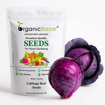 Cabbage Red Seeds - 150 Seeds (Lal Patta gobhi) (लाल पत्ता गोभी के बीज) High Germination / Easy to Grow / Ideal for Terrace/Kitchen Gardening