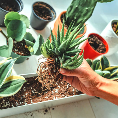 Natural River Sand Multi-Purpose Pure Organic Plants Soil Mix Additive