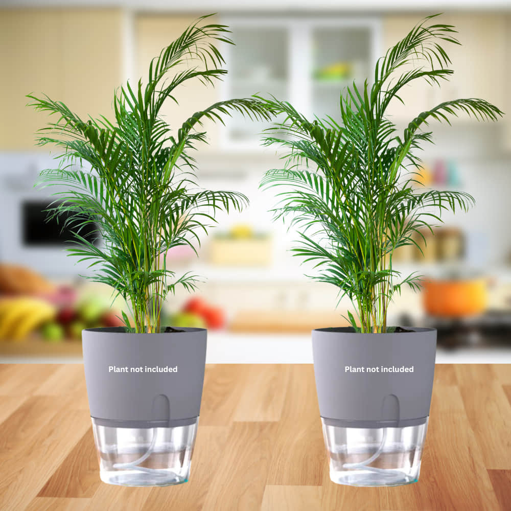 OrganicBazar Self Watering Pot Clear Plastic Decorative Garden Planters (Pack of 2) Without Plant