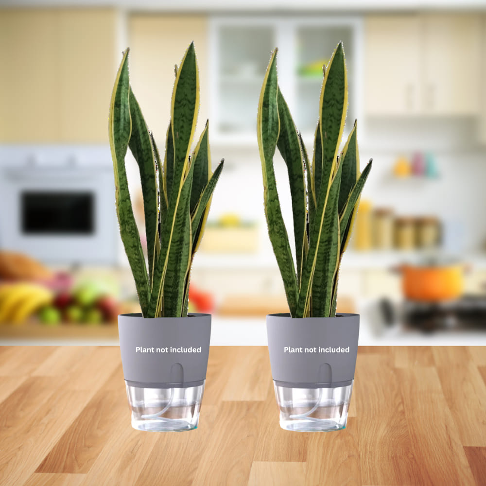OrganicBazar Self Watering Pot Clear Plastic Decorative Garden Planters (Pack of 2) Without Plant