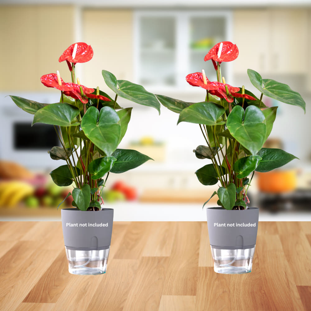 OrganicBazar Self Watering Pot Clear Plastic Decorative Garden Planters (Pack of 2) Without Plant