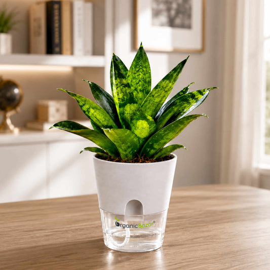 Snake Plant Live Plant | Sansevieria trifasciata Hahnii 'Glimmering Star'