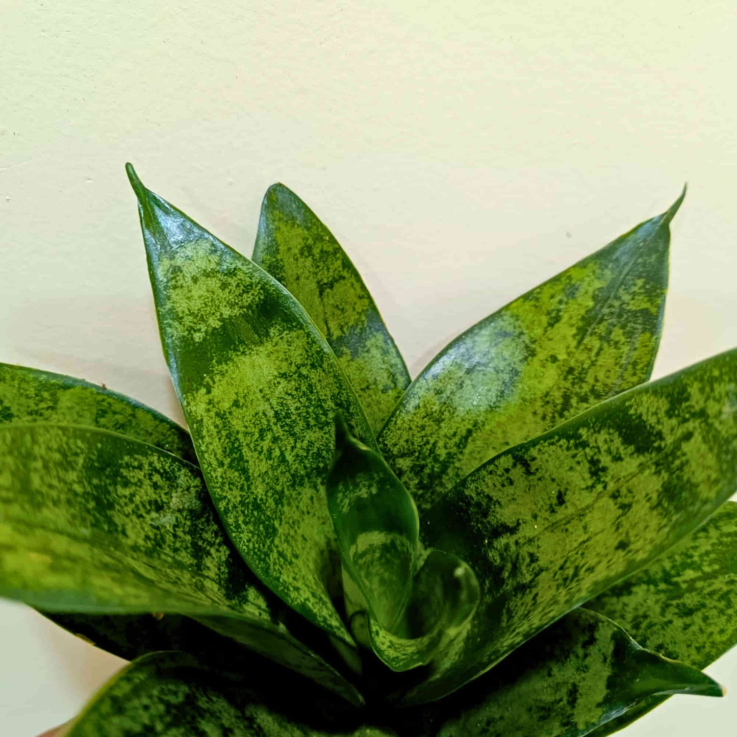 Snake Plant Sansevieria trifasciata Hahnii 'Glimmering Star' Live Plant  Online – OrganicBazar – Organicbazar