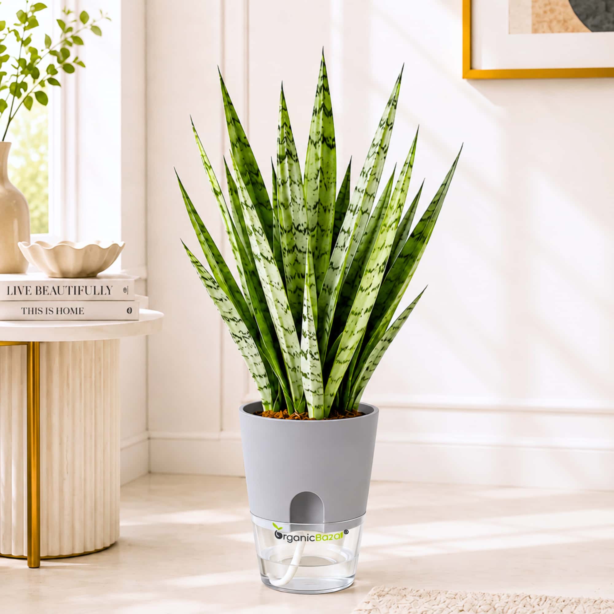 Snake Plant Hybrida Silver Princess Live Plant