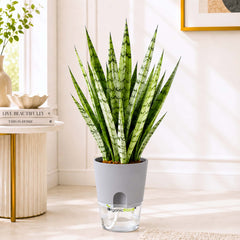 Snake Plant Hybrida Silver Princess Live Plant