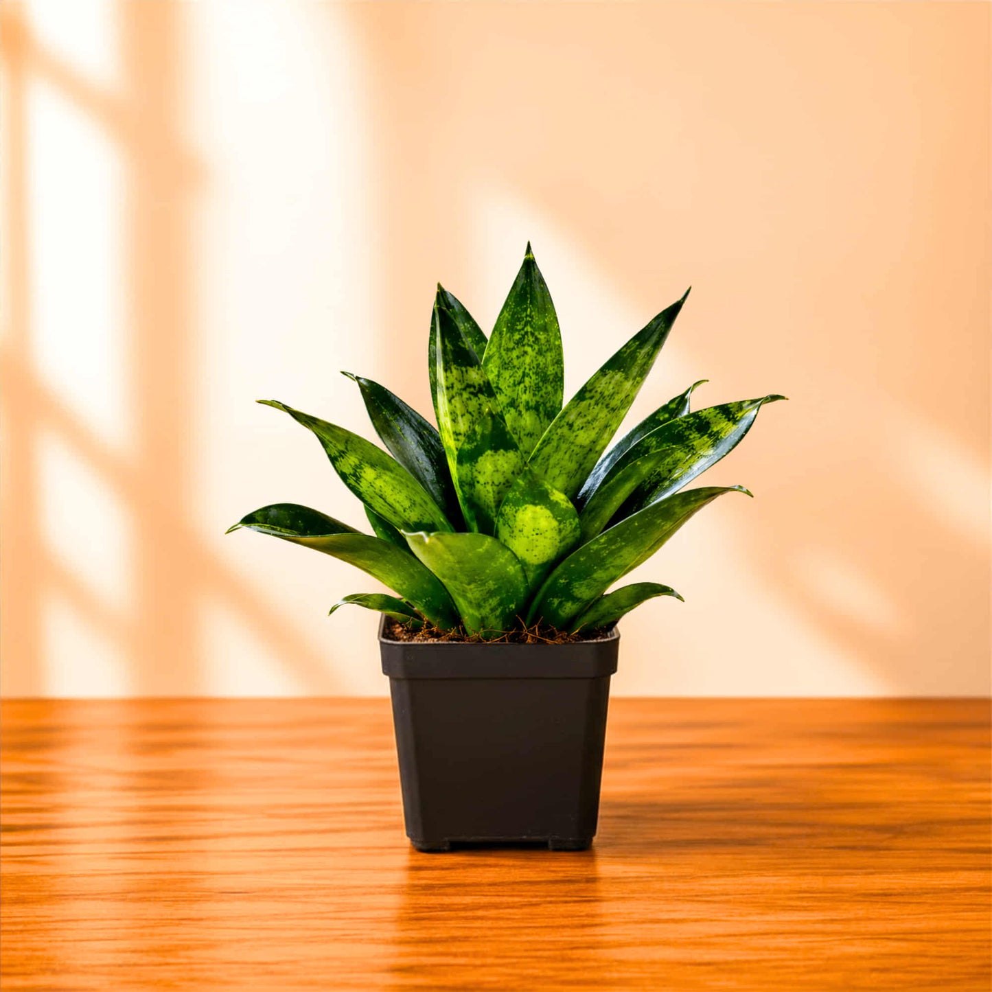 Snake Plant Live Plant | Sansevieria trifasciata Hahnii 'Glimmering Star' | Indoor Air Purifying Ornamental Plant | Ideal for Home & Office