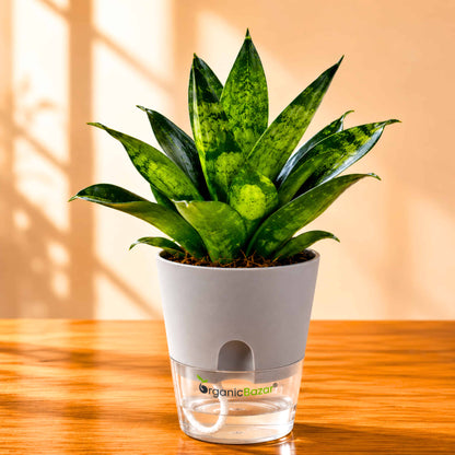 Snake Plant Live Plant | Sansevieria trifasciata Hahnii 'Glimmering Star' | Indoor Air Purifying Ornamental Plant | Ideal for Home & Office