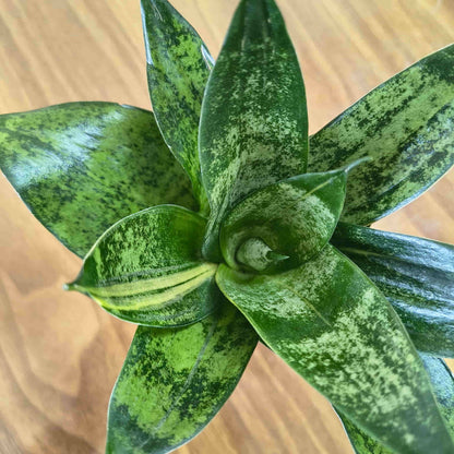 Snake Plant Live Plant | Sansevieria trifasciata Hahnii 'Glimmering Star' | Indoor Air Purifying Ornamental Plant | Ideal for Home & Office