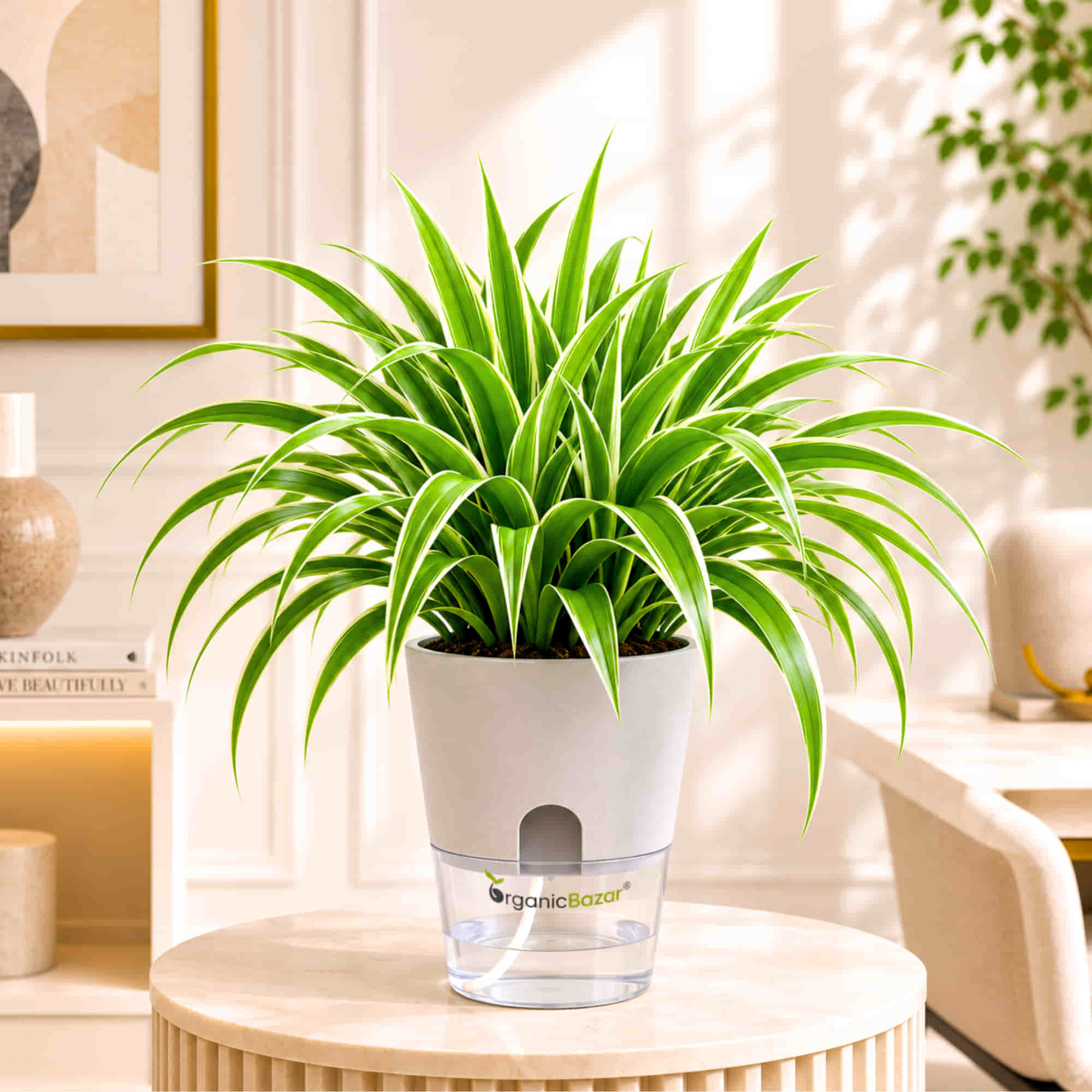 Spider Plant Chlorophytum Laxum Live Plant