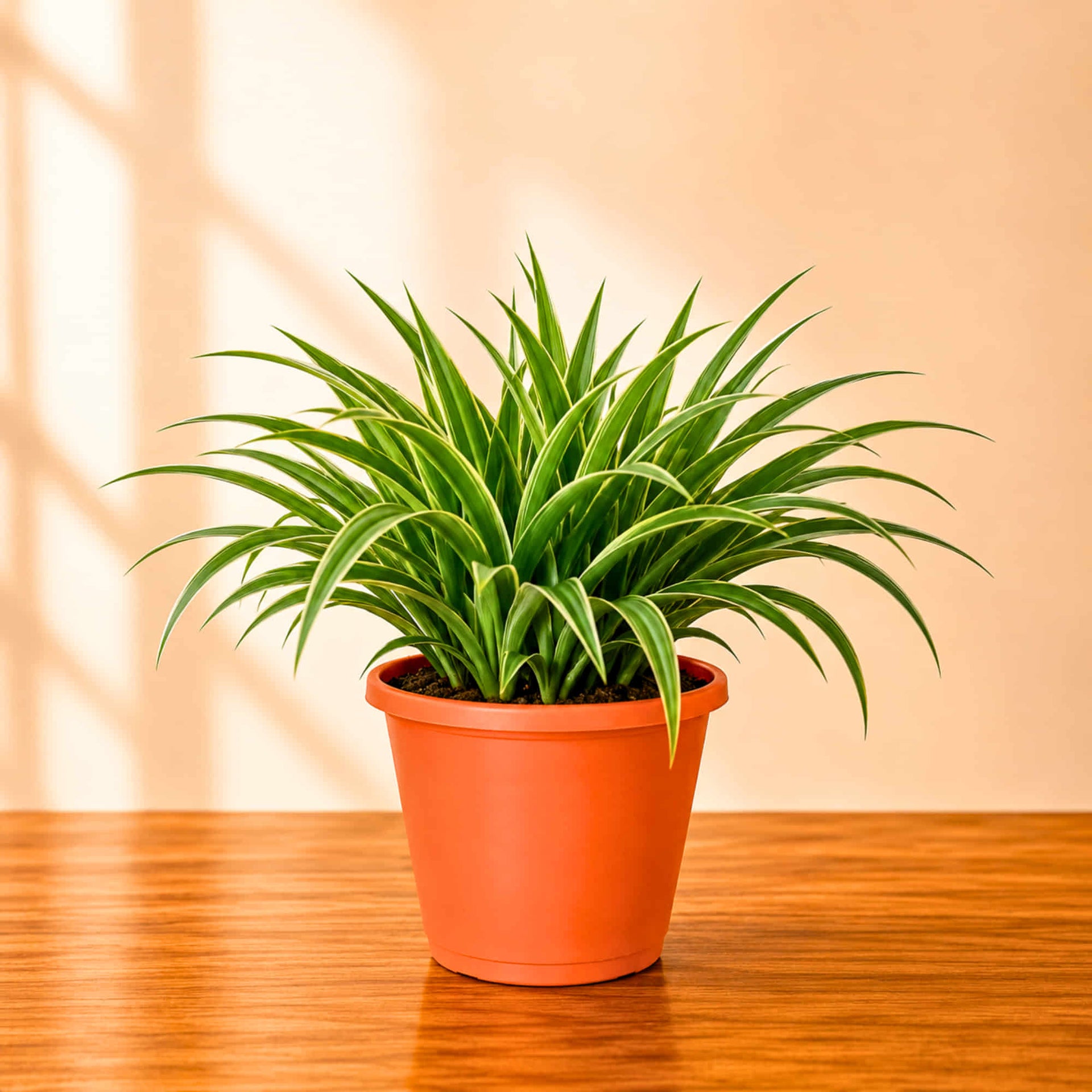 chlorophytum laxum common name Spider Plant Chlorophytum Laxum Live Plant Online – OrganicBazar –  Organicbazar