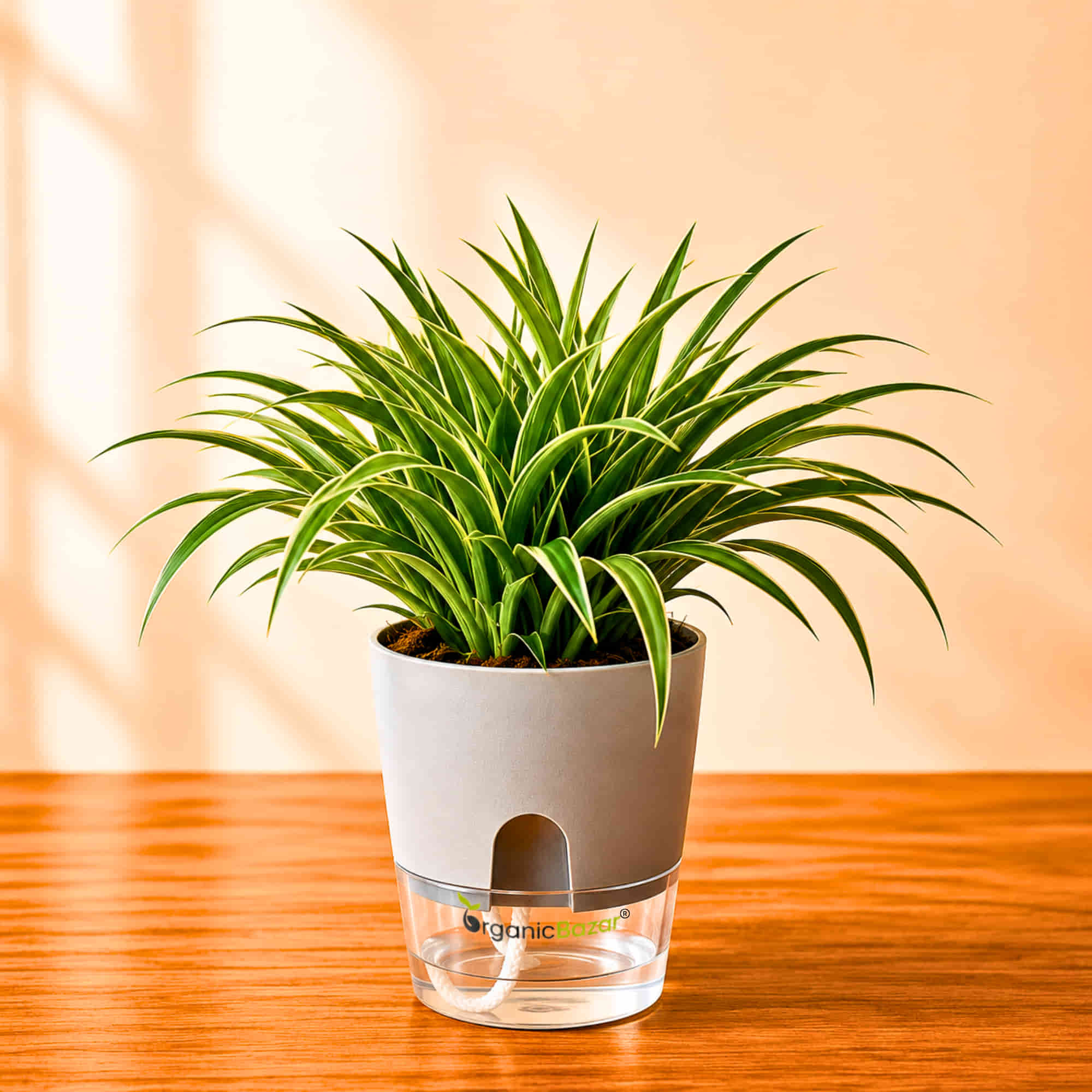 Spider Plant Chlorophytum Laxum Live Plant | Air Purifying Easy Care Indoor Plant | Ideal for Home & Office
