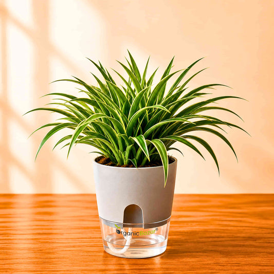 Spider Plant Chlorophytum Laxum Live Plant | Air Purifying Easy Care Indoor Plant | Ideal for Home & Office